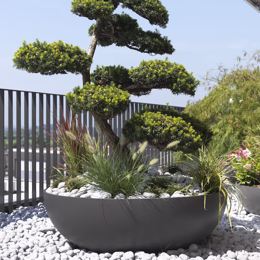 Großes anthrazitfarbenes Swisspearl Bonsai Pflanzgefäß mit Baum auf weißen Kieseln vor einem Zaun.