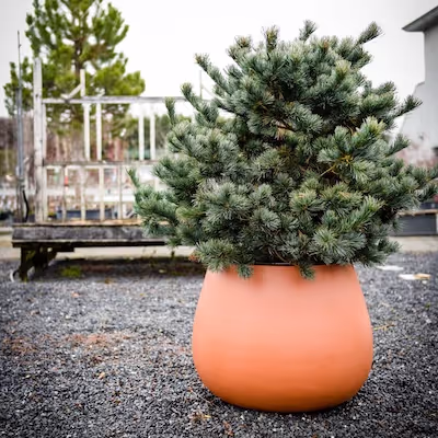 Orange Swisspearl Ronco Pflanzgefäß mit kleinem immergrünen Baum.