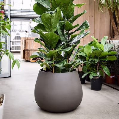 Großes Swisspearl Ronco Pflanzgefäß mit Baum im Gartencenter.