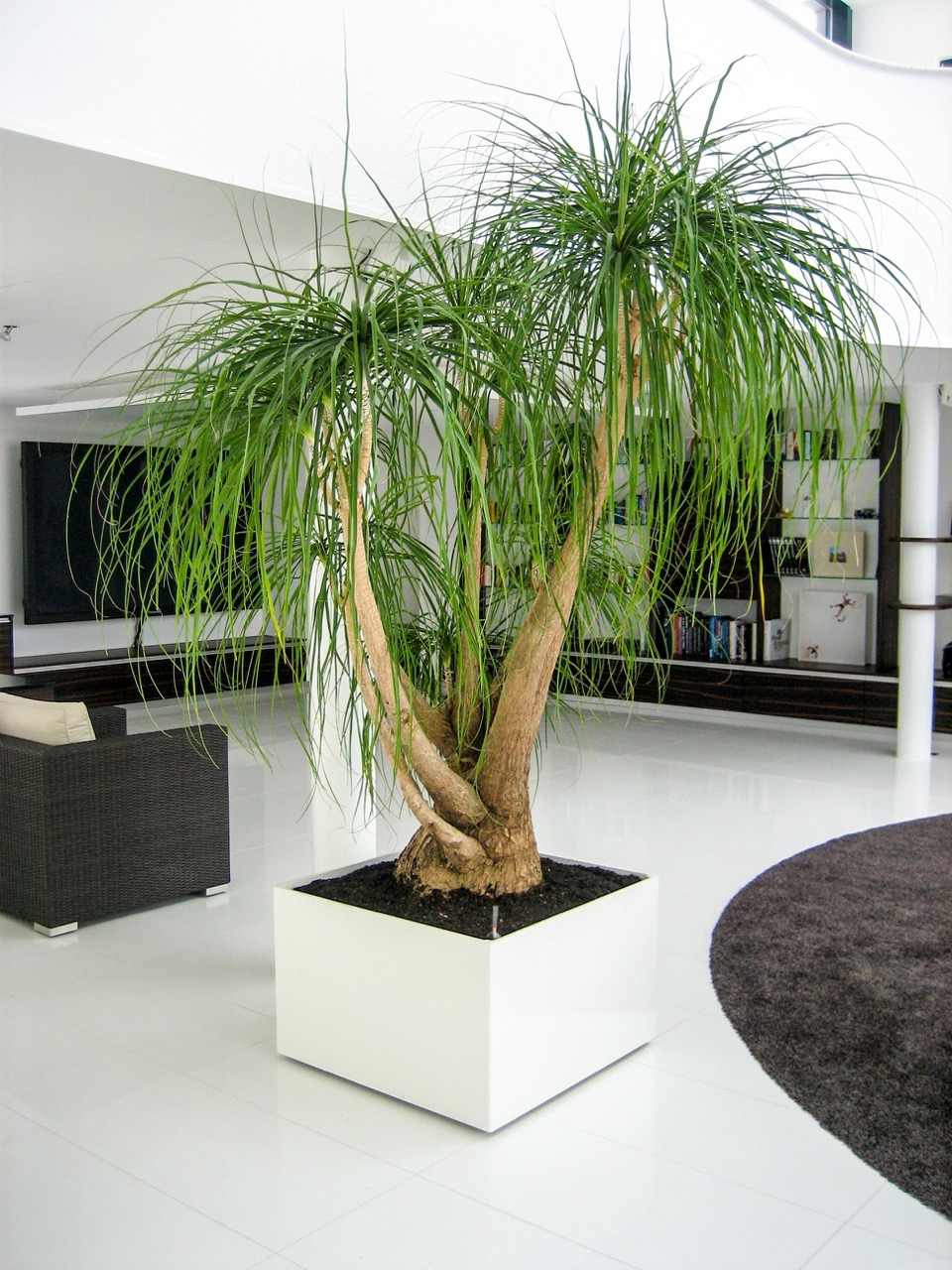 Baum im weißen Domino Plant-Topf für drinnen