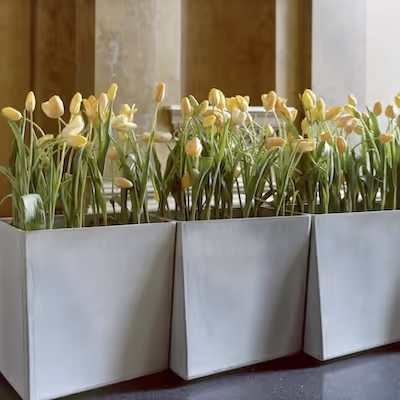 Drei Swisspearl Twista Pflanzgefäße mit gelben Tulpen.