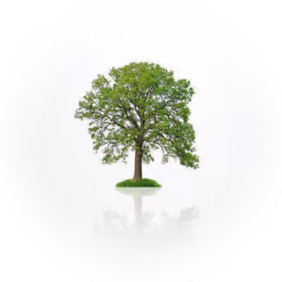 Baum vor weißem Hintergrund.